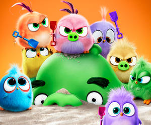 Angry Birds 角色用鏟子圍繞著埋在沙中的綠豬。 — BB GIF 壁紙