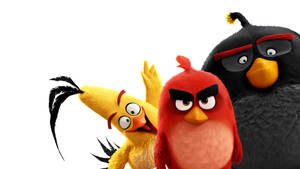 三個Angry Birds角色紅色黃色和黑色，帶有憤怒表情。