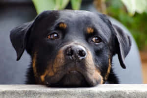 黑褐色洛威拿犬在戶外將頭靠在石台上