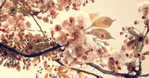 粉紅色的櫻花在春日陽光下盛開在樹枝上。