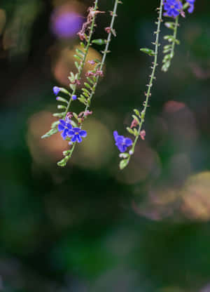 綠色莖上的藍色花朵，背景模糊