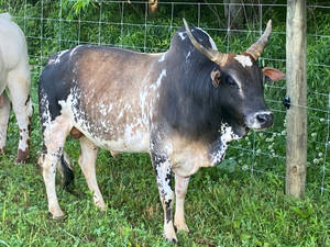 一頭有角的斑點公牛站在鐵絲網後的草地上。 — 動物 壁紙