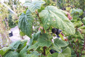 花園中一叢綠葉灌木上的一串成熟黑色加侖子。 — 甜品 壁紙