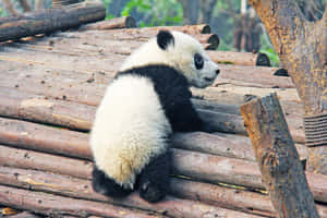 一隻小熊貓棲息在動物園棲息地的木頭上。 — 熊貓 壁紙