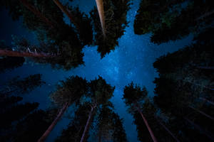 高聳的松樹框起充滿活力的星空之夜。