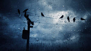 風暴中透過有雨痕的窗戶看到的電線上的鳥兒。 — 雷暴 壁紙