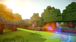 方塊狀的Minecraft森林，陽光照射的樹木和鏡頭光暈在草地上。