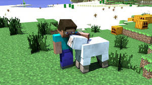 Minecraft 玩家在一個有南瓜和水的草地上擁抱一隻羊。