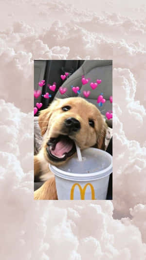一隻金毛尋回犬幼犬從麥當勞杯子中飲水，周圍漂浮著粉紅色心形。