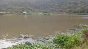 一個平靜的棕色湖泊，岸邊有岩石和綠色植物，背景有樹木。