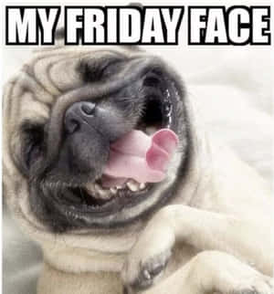 哈巴狗伸出舌頭為Friday face迷因微笑。