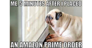 八哥犬在窗邊等待，剛下單了Amazon Prime