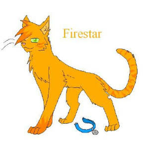 名為 Firestar 的橙色虎斑貓，綠色眼睛和藍色項圈。