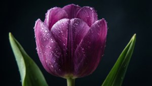 紫色鬱金香，花瓣上有水珠，綠葉，背景深色。 — 鬱金香 壁紙