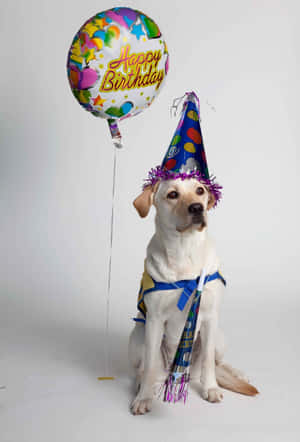 一隻戴著派對帽並拿著生日氣球的黃色拉布拉多犬。
