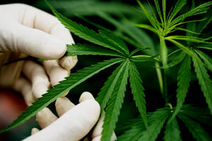 在受控環境中檢查大麻葉的戴手套的手。