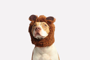 一隻穿著棕色熊裝的比特犬向上看。