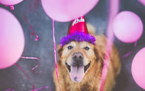 戴著生日帽的幸福金毛尋回犬被粉紅色氣球包圍。