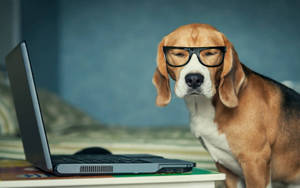 比高犬戴着眼鏡坐在書桌上的筆記型電腦旁邊。