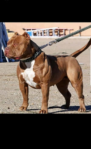 一隻棕白色比特犬站在碎石上，繫著狗繩。 — 狗 壁紙
