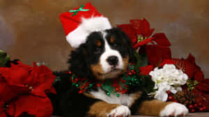 戴聖誕帽的伯恩山犬幼犬與花卉 — 聖誕節 壁紙