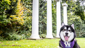 黑白哈士奇戴著紫色Huskies頭巾，坐在白色柱子附近的草地上。