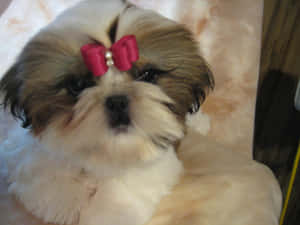 毛茸茸的西施犬幼犬戴著粉紅色蝴蝶結在奶油色毯子上 — 狗 壁紙