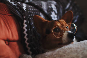 一隻戴著眼鏡的哥基犬在鋪有圖案毛氈的梳化上休息。 — 哥基 GIF 壁紙