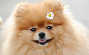 毛茸茸的橙色博美犬，額頭上有朵雛菊，微笑著。