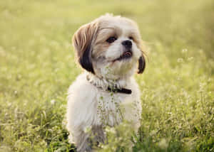 毛茸茸的西施犬坐在長滿野花的草地上 — 草 壁紙