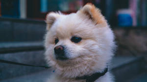 毛茸茸的奶油色博美犬繫著牽繩，若有所思地看著戶外。