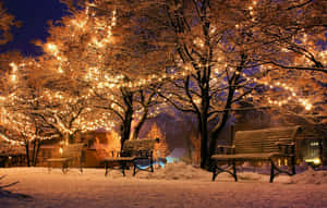 白雪覆蓋的公園長椅，在冬日夜晚的燈串下閃爍。