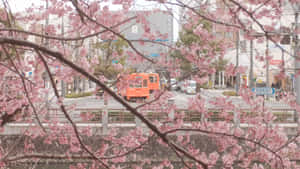 粉紅色的櫻花框住了一條街道，有一輛橙色電車經過。