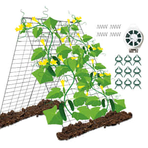 青瓜植物攀爬在金屬棚架上，附近有園藝用品。