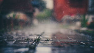 近距離拍攝雨水落在濕漉漉的鵝卵石上，草芽在石頭之間生長。