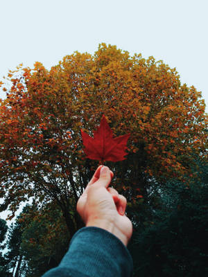 手在秋樹前拿著一片紅楓葉。