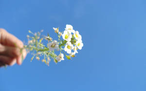手拿著小白花，背景是清澈的藍天 — 2560x1600 壁紙