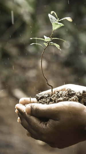 雙手在落下的雨滴中捧著一棵帶泥土的幼小植物。