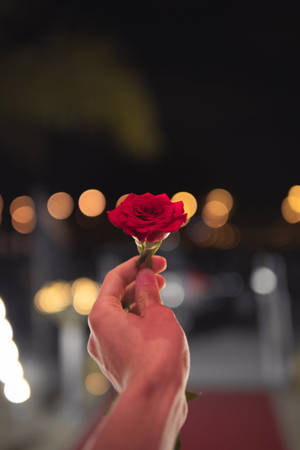 夜晚手持紅玫瑰，背景有發光的燈光