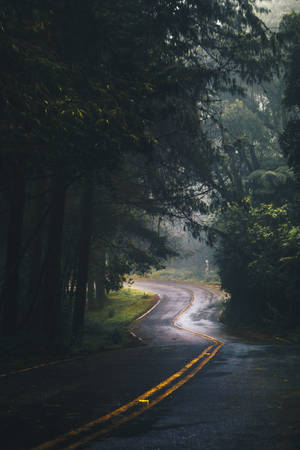 蜿蜒的林間道路，霧氣和斑駁的光線透過高大的樹木。 — 手機 壁紙