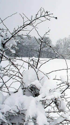冬季森林場景中積雪的樹枝。