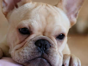 一隻淺黃褐色法國鬥牛犬幼犬，有大耳朵和深色眼睛，看著鏡頭。 — 金毛尋回犬 BB GIF 壁紙