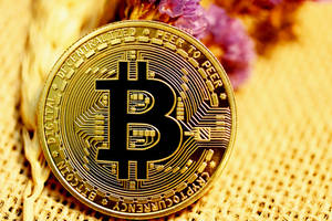 金色比特幣，電路設計，編織表面，乾燥花朵附近