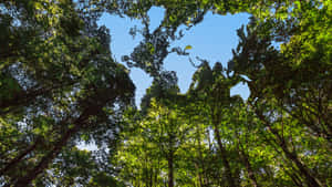 從下方仰望，穿過高聳樹木望向明亮的藍天。 — 森林景色 壁紙