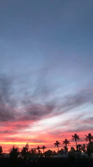 棕櫚樹在色彩繽紛的夕陽天空下形成剪影。