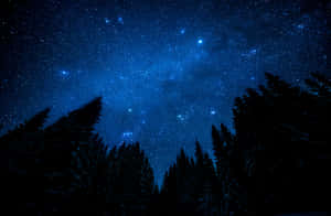 深色松樹框住了一片充滿活力的藍色星空。 — 月色夜空 壁紙