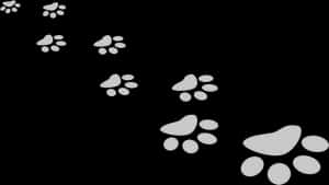 白色爪印PNG，透明PNG — 省電 壁紙