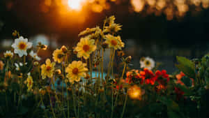 黃色、白色和紅色的花朵在金色夕陽光中閃耀，背景模糊。