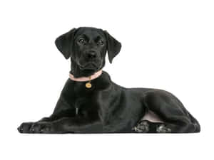 黑色拉布拉多幼犬躺著，戴著粉紅色項圈和金色標籤。