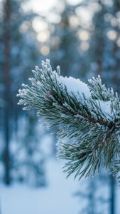 冬日森林中被雪覆蓋的松樹枝，柔和藍色背景